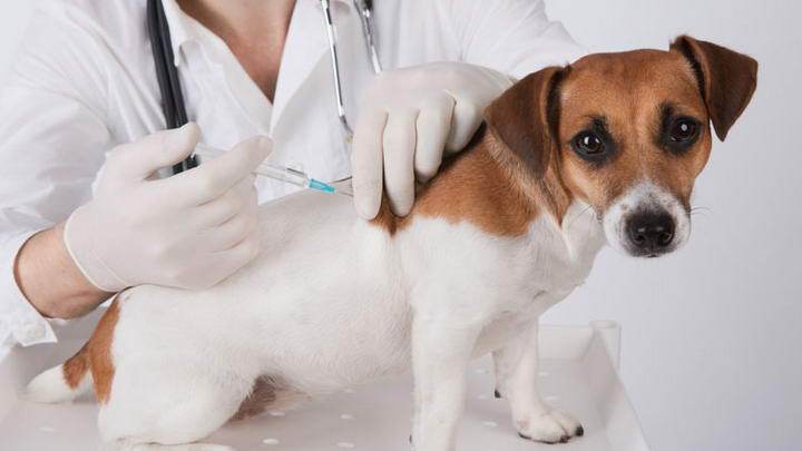 狗狗打的疫苗分为哪几种 都有什么作用