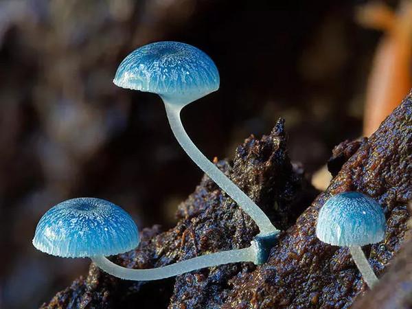 世界十大珍稀蘑菇