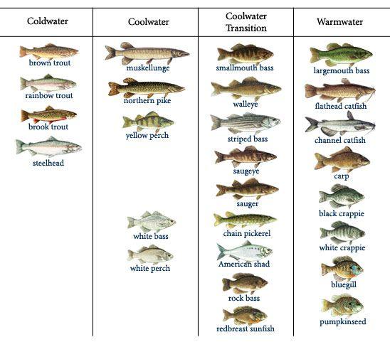 英语表示许多种类的鱼用manykindsoffish还是manykindsoffishes