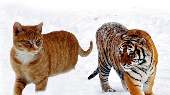 猫跟老虎什么关系