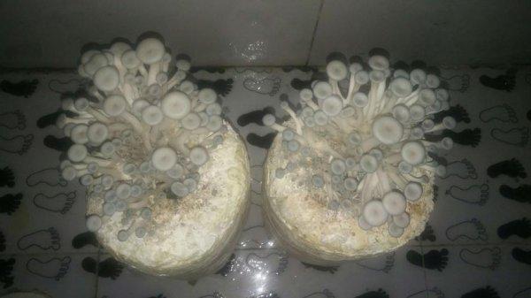 蘑菇在冰箱里能存放多长时间（蘑菇能在冰箱放多久）