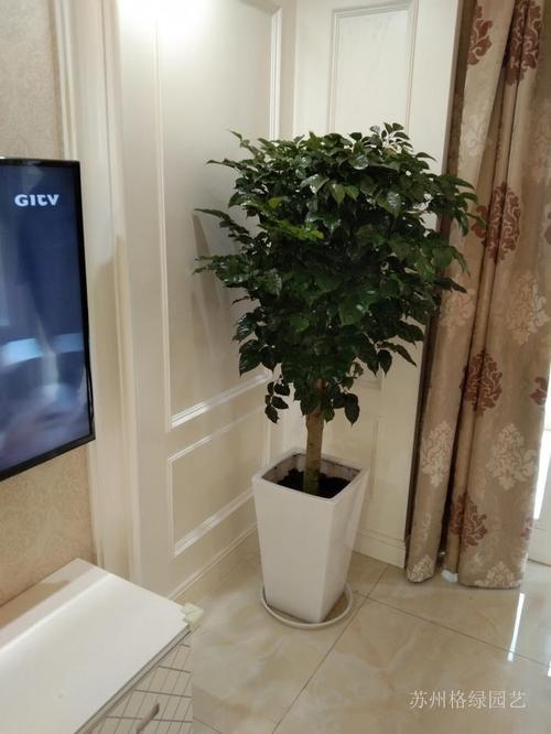 客厅里电视机旁放什么植物好，客厅电视两边放什么植物好风水