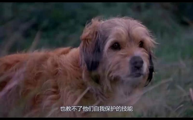 一部外国电影 讲的是一个小男孩和他的狗在荒岛上的事 是哪部 叫什么