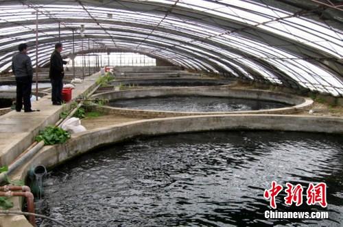 密集化养殖黑鱼的水泥池建多大（黑鱼在三平方水泥池能养殖吗）