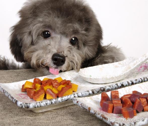 泰迪犬可以吃生菜吗