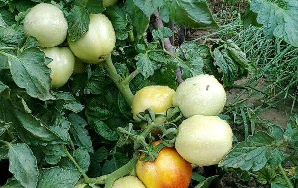 西红柿一亩地能产多少斤
