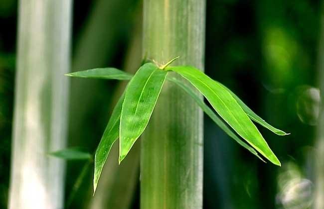 竹子的特点和品质是什么