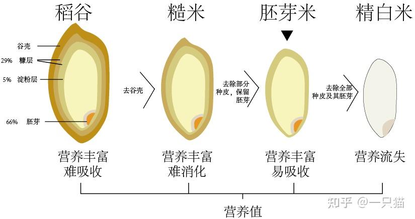 胚芽米和糙米的区别