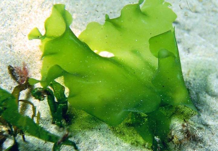 海里的藻类有哪些