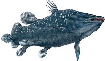 腔棘鱼是人类的祖先吗（肉鳍鱼类是人类的祖先吗）