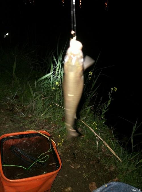 晚上如何在野河钓鱼