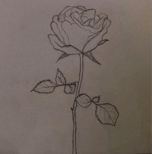 玫瑰花怎样画
