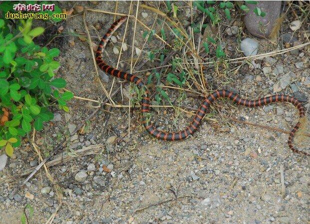 四川红蛇是什么品种