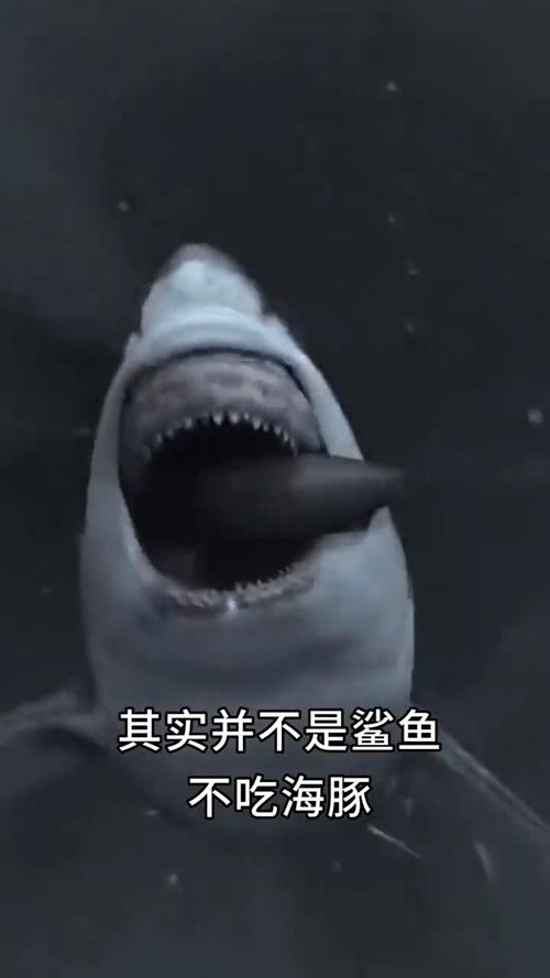 为什么说海豚是鲨鱼的克星（鲨鱼为什么打不过海豚是真的吗）
