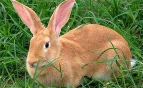 兔子的雅称（兔子的吉祥叫法）