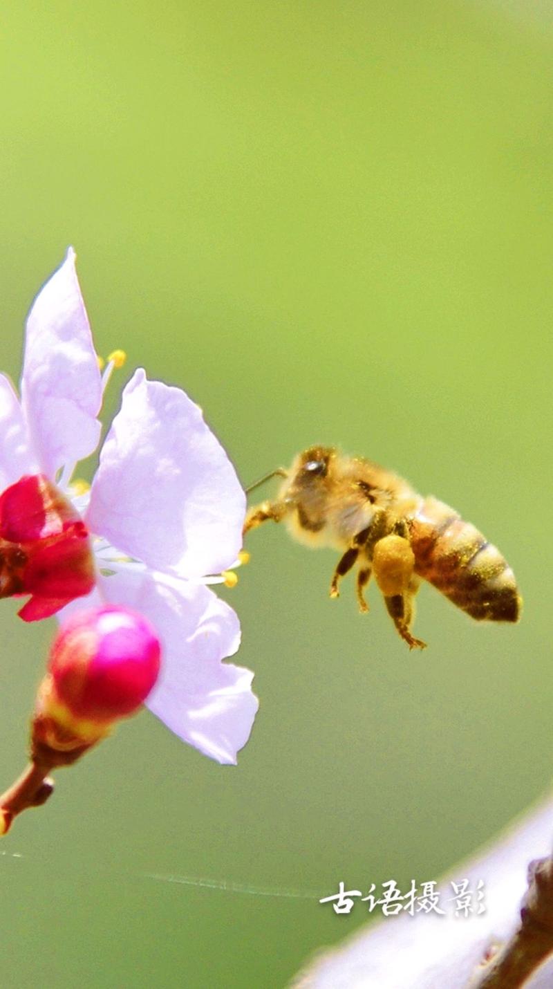 蜜蜂采花的唯美句子（蜜蜂采花蜜的优美句子）