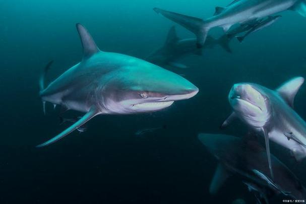 鲨鱼的寿命（动物寿命排行榜100名）