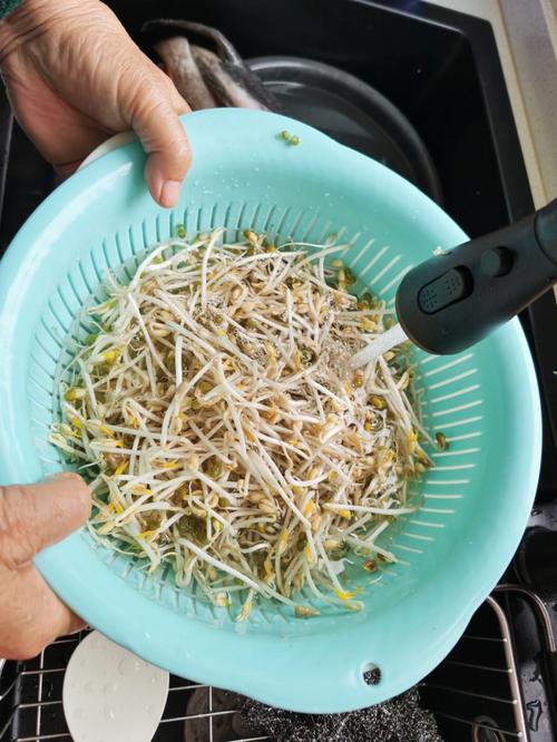 发绿豆芽最简单的方法
