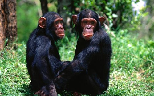 猩猩的种类有多少种