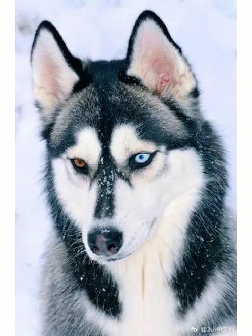 1791西伯利亚雪橇犬属于什么型犬