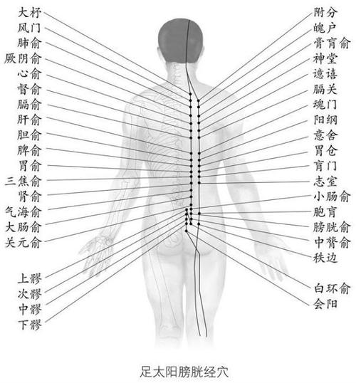 足太阳膀胱经都有哪些穴位（膀胱穴位的准确位置图）