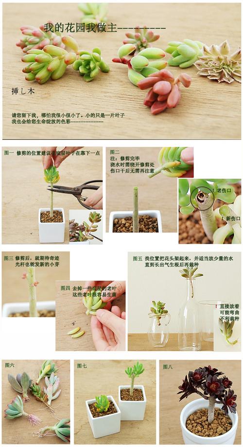 四季海棠花的养殖方法和技术（四季海棠花养护方法和注意事项）