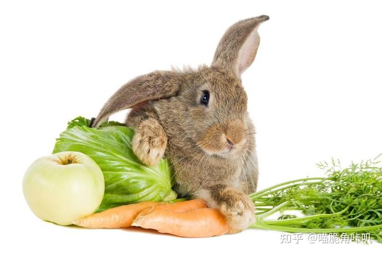 20天的兔子该吃什么（一个月左右的兔子吃什么）
