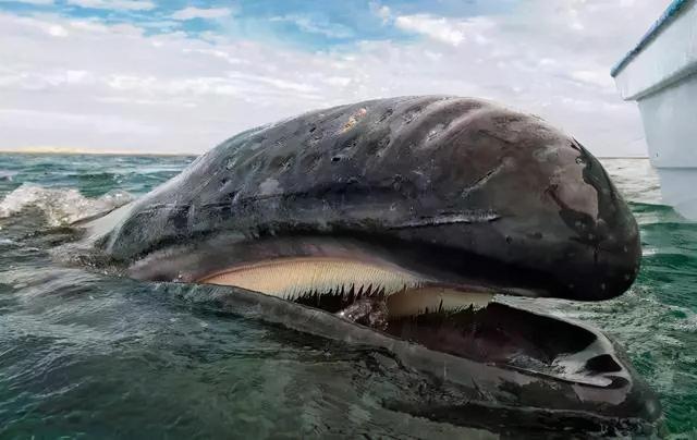 世界最大的鲸有多长