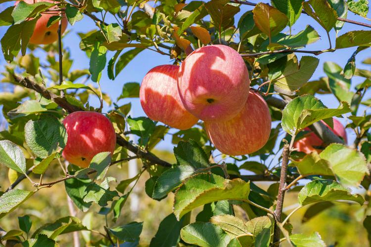 苹果是什么季节成熟的