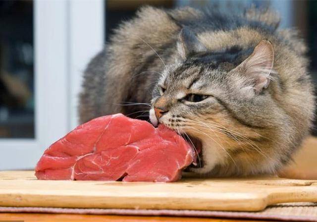 为什么动物吃生肉也不会生病（为什么动物吃生肉没事人却不行）