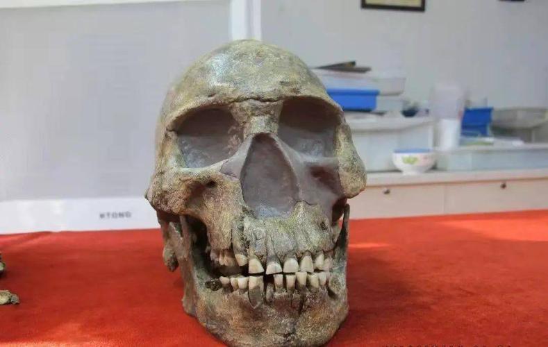 为什么发现的古人类都是头骨（科学家复原一个古人的头骨图片）