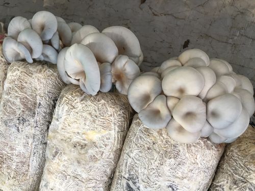 蘑菇什么时候种最好