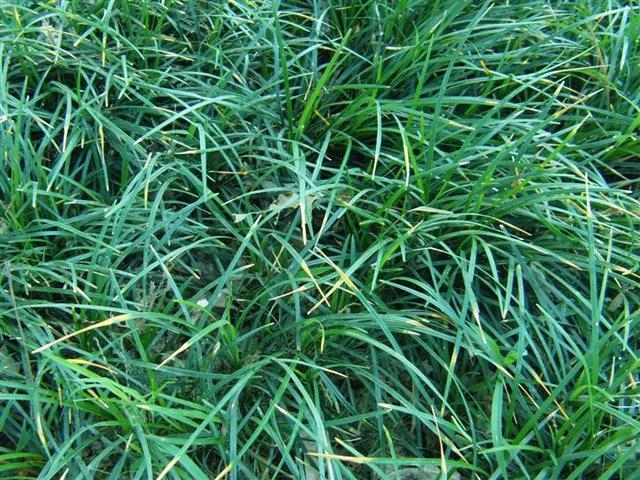 麦冬草属于草本花卉还是草坪