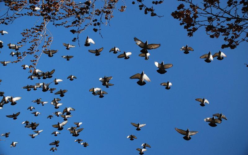 鸽子一般每小时飞多少公里 最快可以飞到多少公里每小时