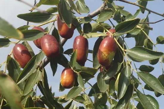十大枣树品种排名
