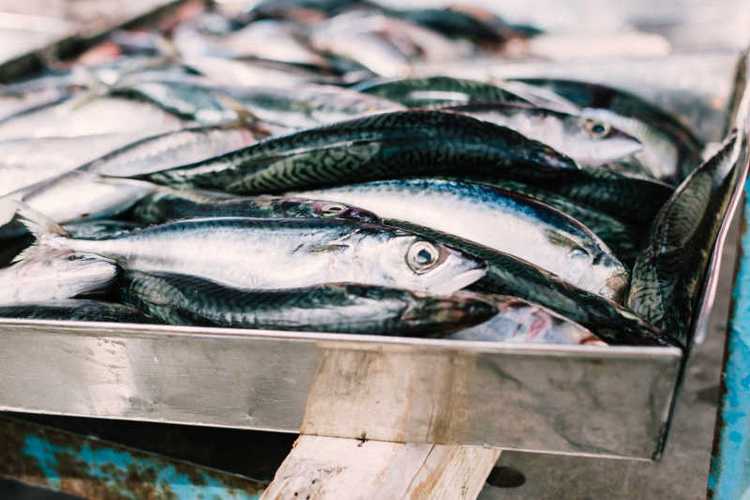 鱼类可以存于海鲜冷柜多久，冰箱冷冻保存鱼类能储存多少时间