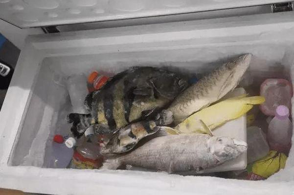 鱼能冻冰箱吗（鱼在冰箱怎么冻）