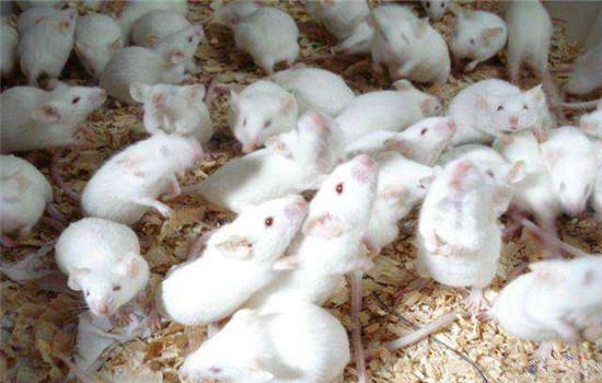 小白鼠养殖成本与利润