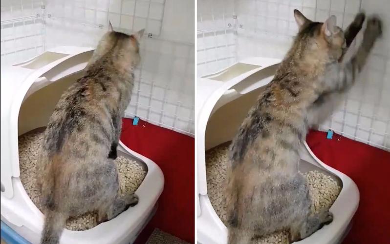 一个月的猫咪怎么训练上厕所