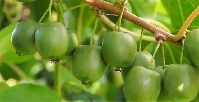 如何种植软枣猕猴桃的方法