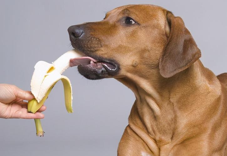 一个多月 小狗可以吃猕猴桃吗