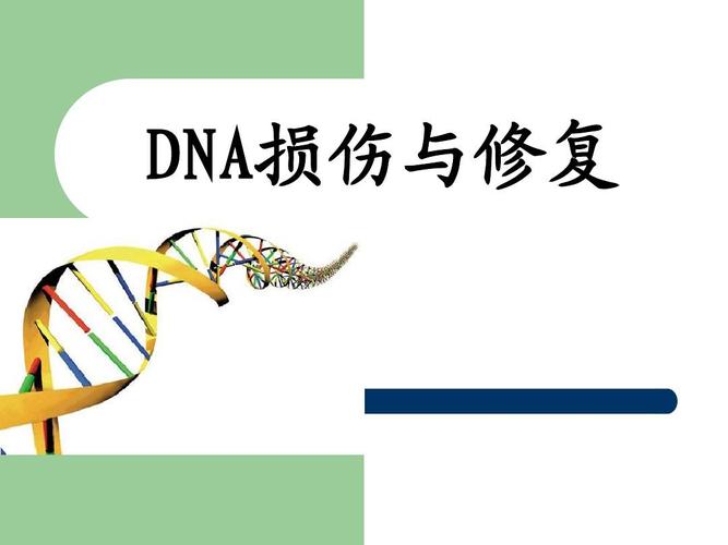 DNA名词解释