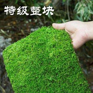 水苔藓的养殖方法