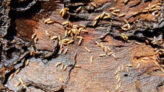白蚁为什么爱吃木头 能消化吗