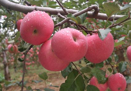 有没有适合南方栽培的苹果品种，适合南方的苹果品种