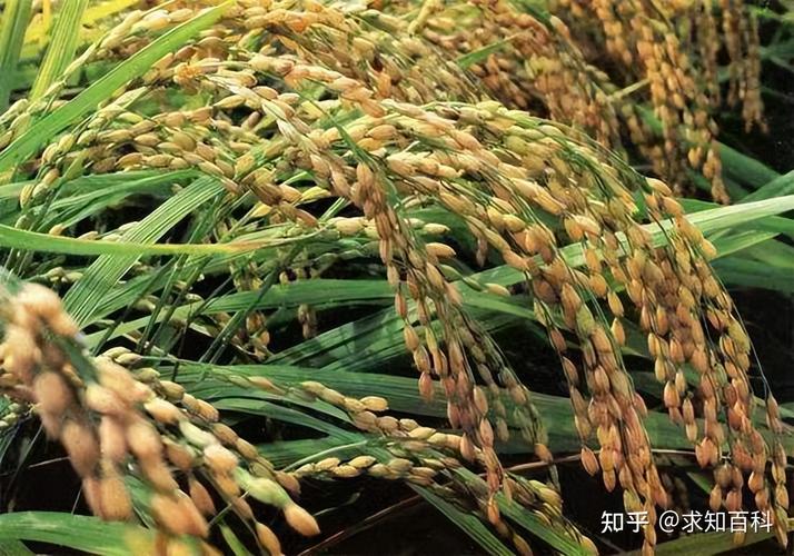 水稻亩产量一般是多少