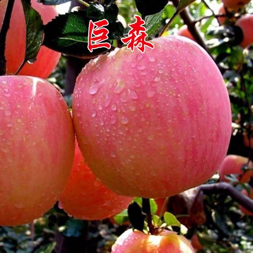 巨森苹果南方能种吗（南方种植巨森苹果是真的吗）