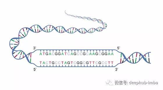 什么叫混合物DNA