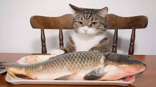 有什么猫不吃鱼呢