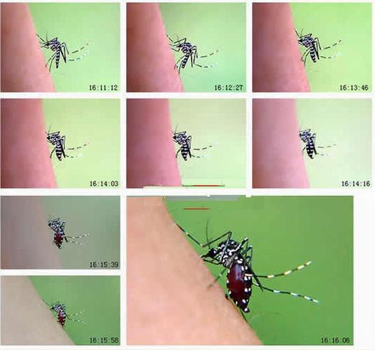 上海伊蚊有毒吗